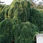 Image result for Sophora japonica Pendula