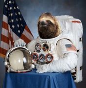 Image result for Astronat Sloth