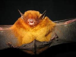 Image result for Golden White Bat