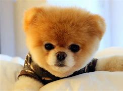 Image result for Boo World's Cutest Dog Breed