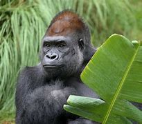 Image result for Zoo Gorilla Exhibit