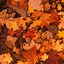 Image result for Cute Fall Backgrounds for iPad