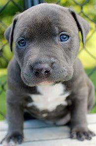 Image result for Blue Nose Brindle Pitbull Female Baby