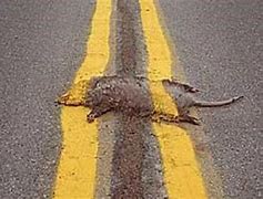 Image result for Road Kill Gory