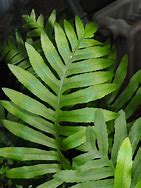 Image result for Polypodium cambricum