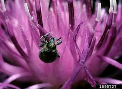 Image result for Giant Pill Bug