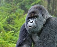 Image result for Gorillas in Captivity