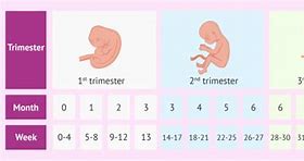 Image result for 5 Cm Pregnancy