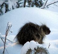Image result for Porcupine in Snow