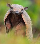 Image result for Armadillo Swimming