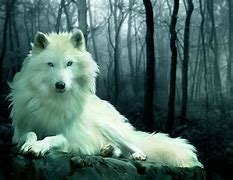 Image result for Arctic Wolf Art