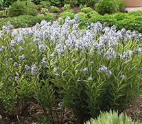 Image result for Amsonia tabernaemontana