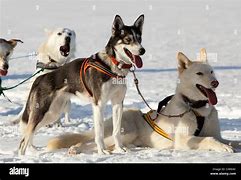 Image result for Alaskan Husky Sled Dog