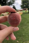 Image result for Small Peach Like Fruit