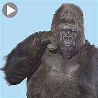 Image result for Gorilla Apple