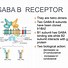 Image result for Gaba Neurotransmitter Function