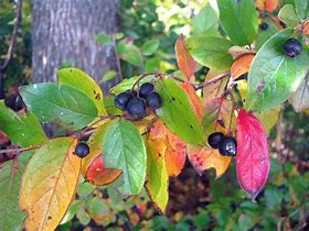 Image result for Cotoneaster lucidus