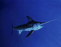 Image result for swordfish