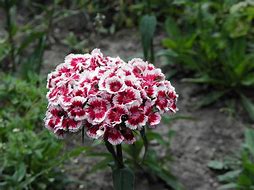 Image result for Dianthus myrtinervis