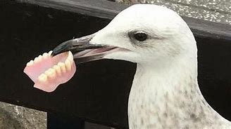 Image result for Seagull Teeth