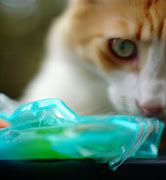 Image result for Cat Eating Catnip