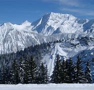 Image result for Alpine Forest