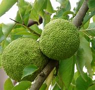 Image result for Green Round Fruit
