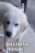 Image result for Amazing Dog Meme