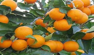 Image result for Fresh Orange Valencia