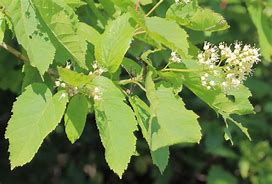 Image result for Acer tataricum