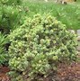 Image result for Picea sitchensis Nana