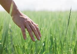Image result for Go Touch Grass