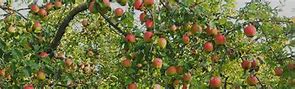 Image result for Fun Facts About Apple Orchards