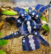 Image result for Cobalt Blue Tarantula