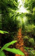 Image result for Sunless Jungle