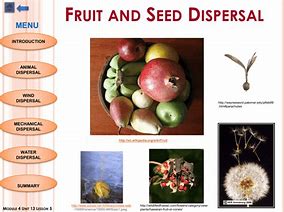 Image result for Apple Seed Dispersal