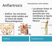 Image result for Anfiartrosis