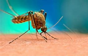 Image result for Why Do Mosquitoes Exist