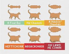 Image result for Chonker Cat OH Lawd