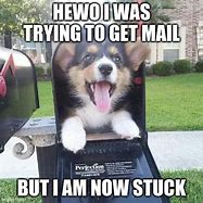 Image result for Mail Meme