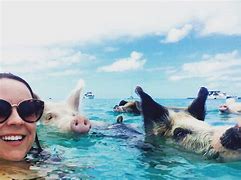 Image result for Exuma Pigs Happy