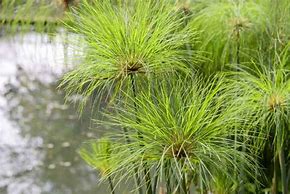 Image result for Cyprus Grass Plant