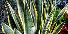 pianta grassa da interno sansevieria pianta grassa da appartamento pianta grassa da interno sansevieria pianta grassa da appartamento