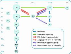 Image result for Chromosome Ploidy Equation