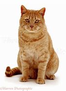 Image result for Red British Shorthair