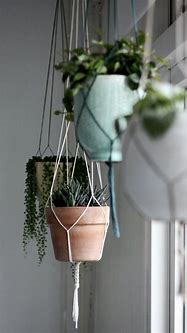 Image result for Hanging Plants Indoors