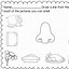 Image result for Activities for Teaching the Five Senses