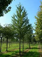 Image result for Prunus avium Puters Dikke