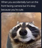 Image result for Raccoon Dog Memes