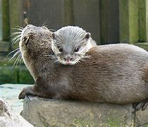 Image result for Otter Cat